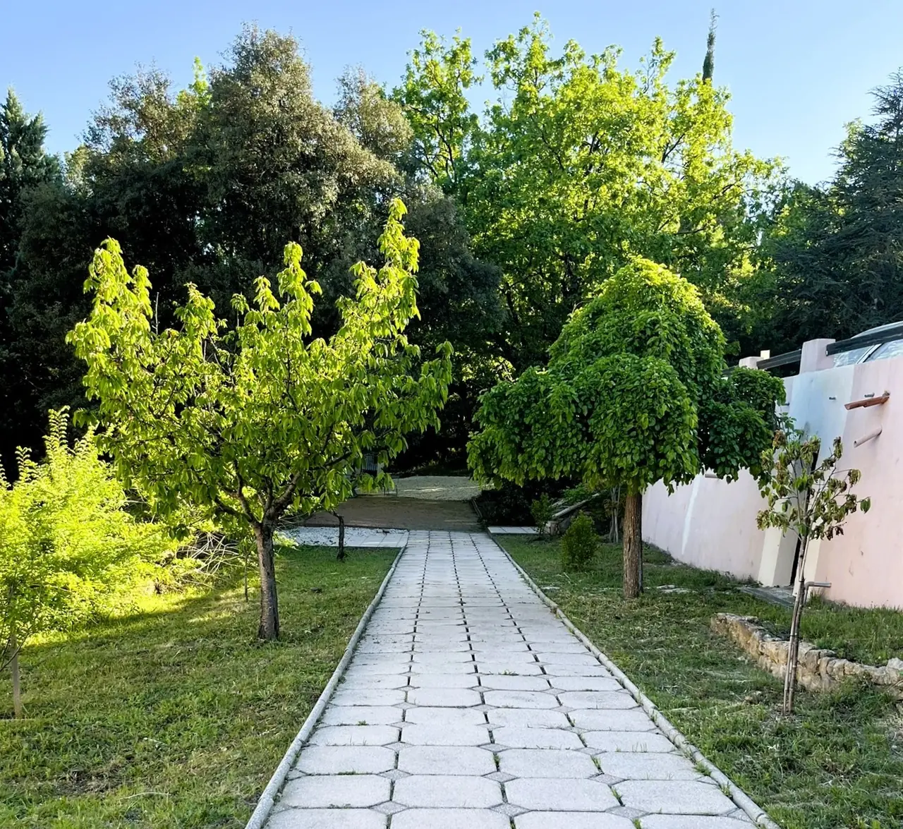 L'allée bordée de cerisiers